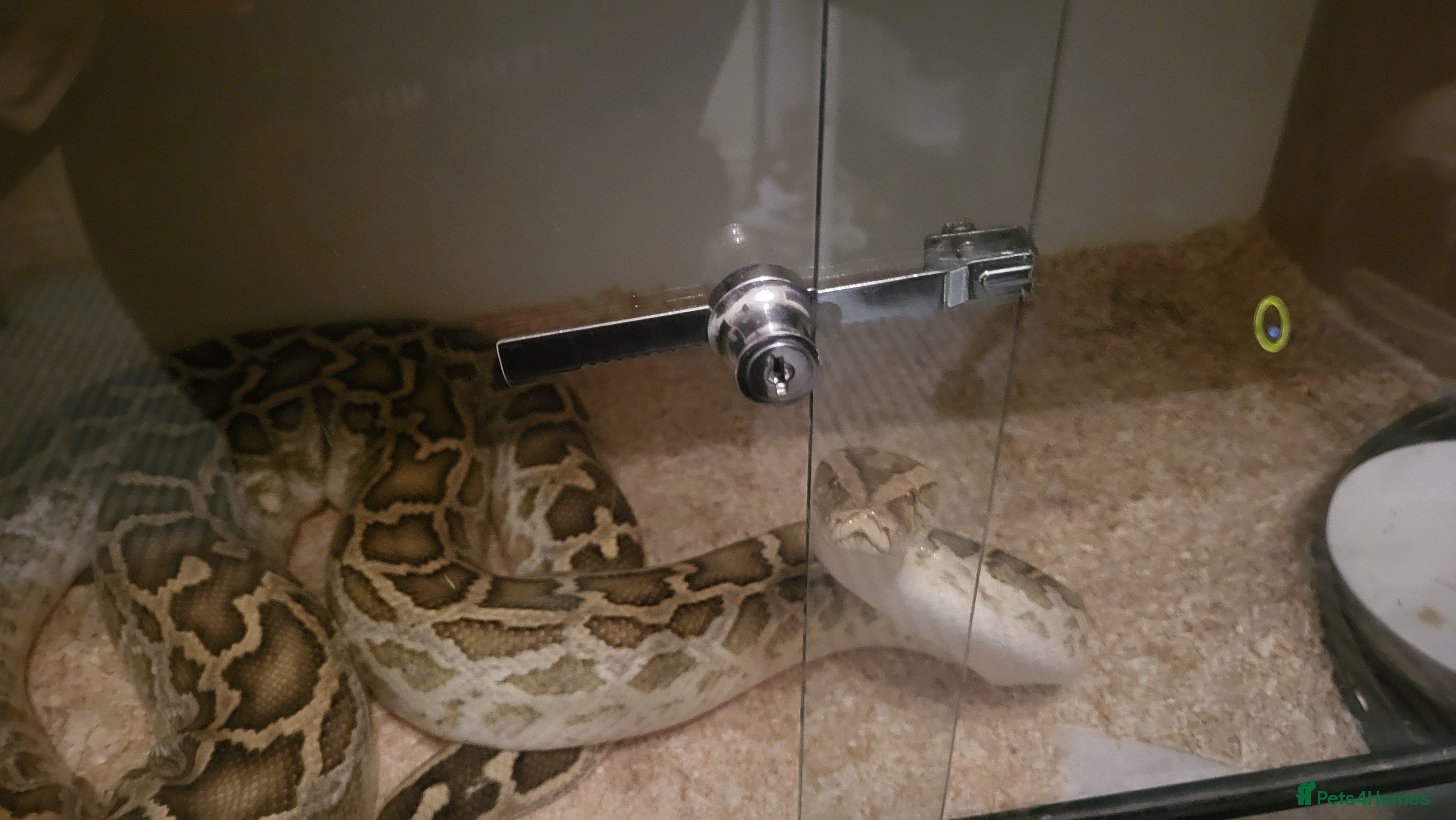 Python Snake reptiles Burmese Python in Diss - Advert 1