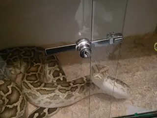 Python Snake reptiles Burmese Python in Diss - Advert 1