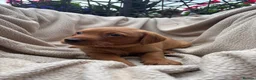 Labrador Retriever dogs for sale: Fox Red Labrador Puppy’s for Sale - Advert 25