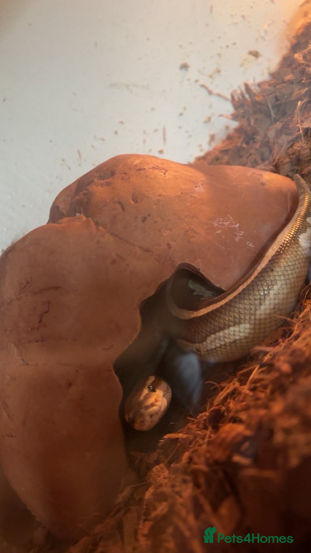 Python Snake reptiles for sale: Cinnamon lesser pos het clown  - Image 2