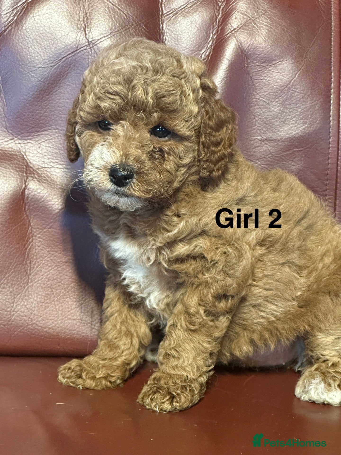 Cavapoo dogs Health Tested and Health Guaranteed Cavapoo Pups - Advert 2