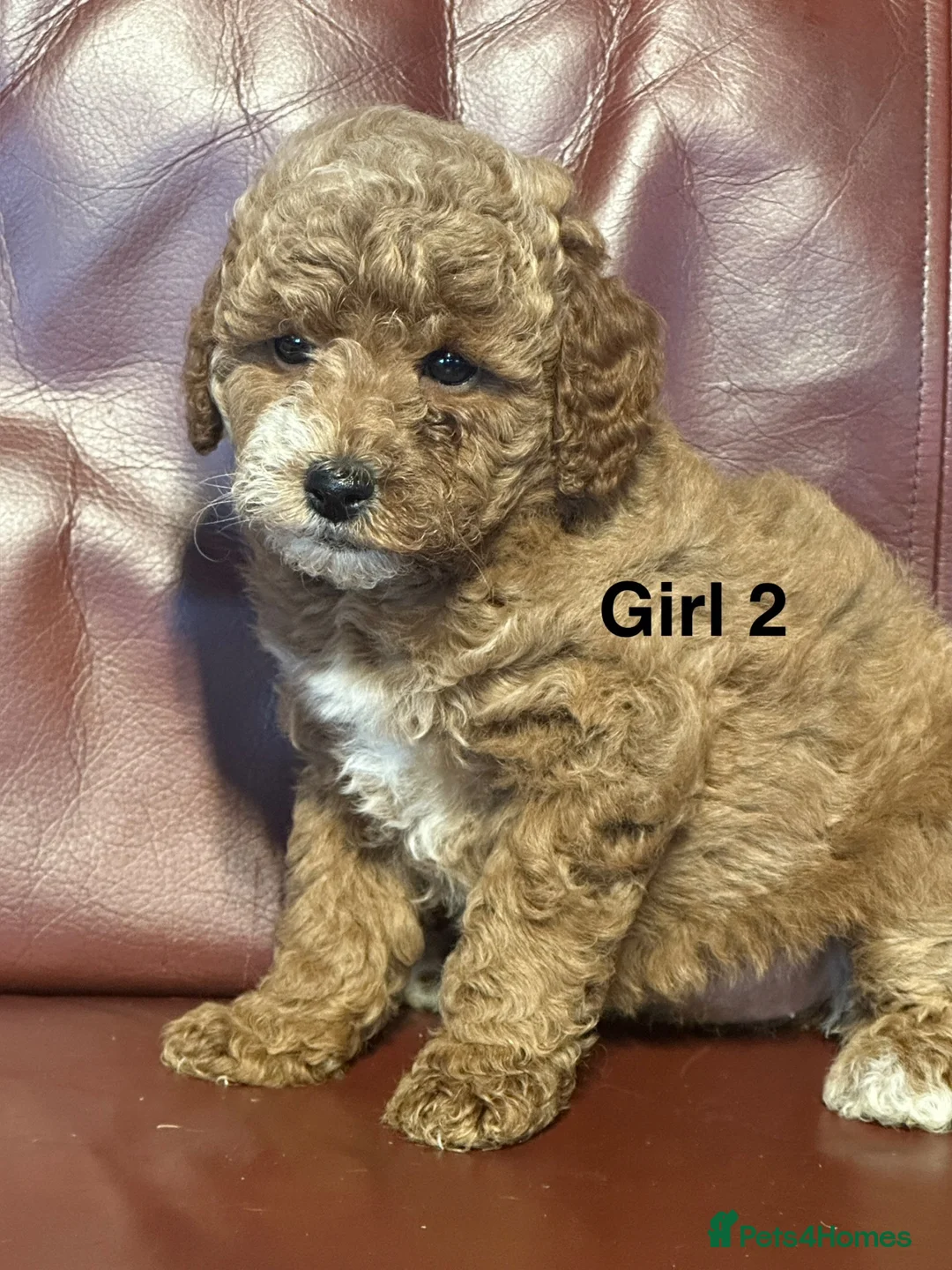 Cavapoo dogs for sale: Health Tested and Health Guaranteed Cavapoo Pups - Advert 2