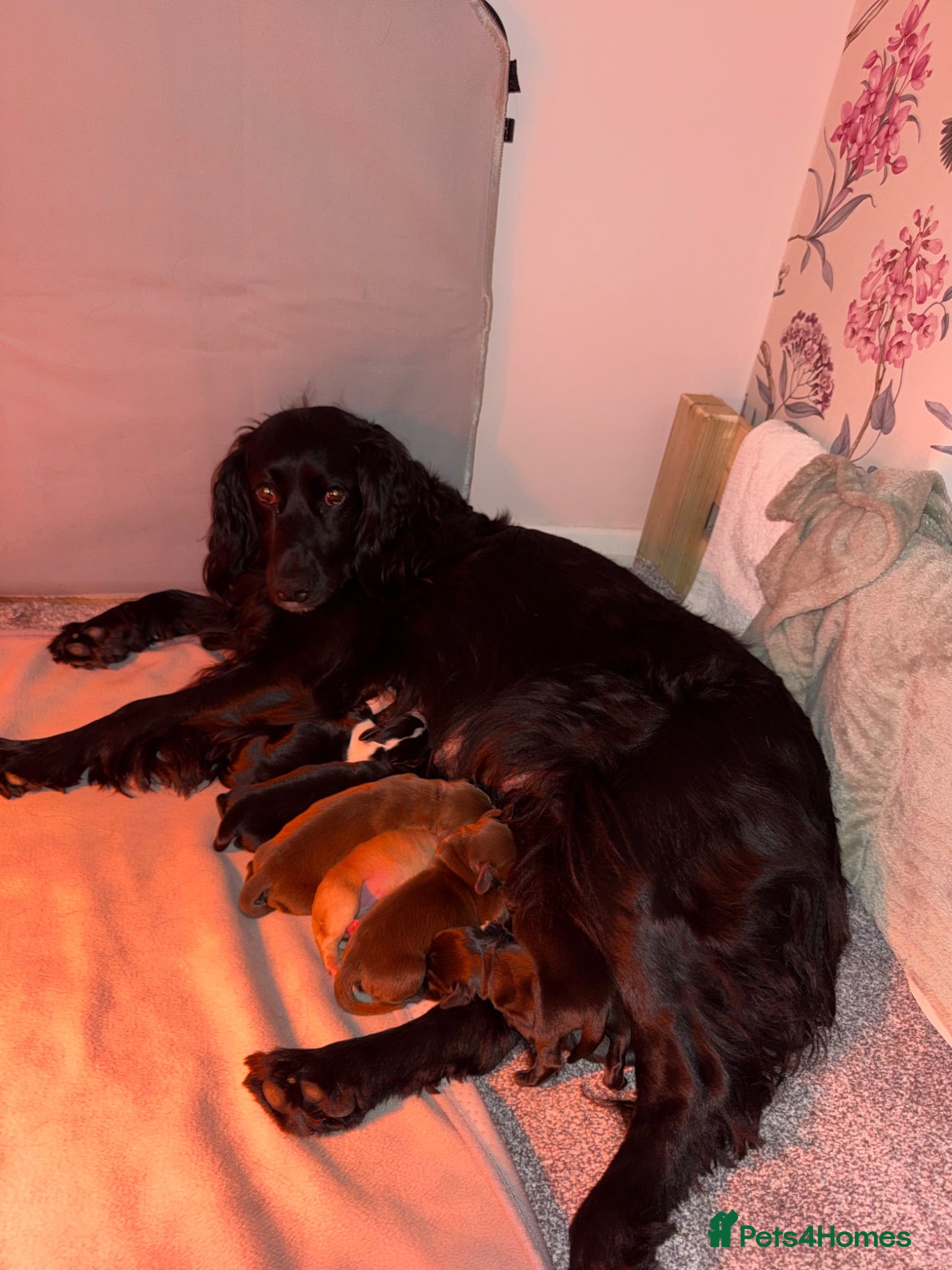 Mixed Breed dogs Docker Puppies  - Advert 1