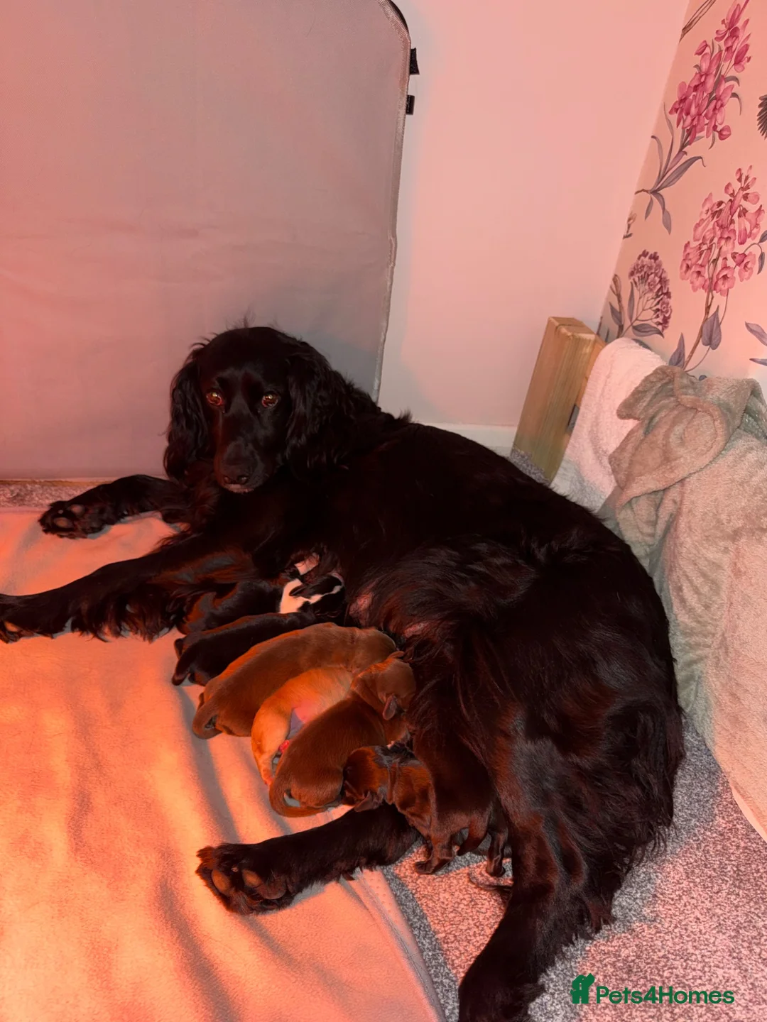 Mixed Breed dogs for sale: Docker Puppies  in Nottingham - Advert 1
