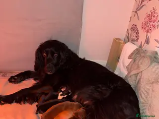 Mixed Breed dogs Docker Puppies - Advert 2