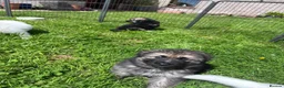 German Shepherd dogs for sale: Gorgeous German Shepherd Puppies - Advert 12