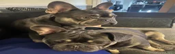 French Bulldog dogs for sale: Hugo & Stanley Frenchie Brothers - Advert 3