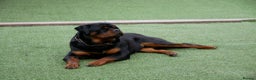 Rottweiler dogs for stud: BEAUTIFUL OLD TYPE BIG BONED ROTTIE! For stud in Mansfield - Advert 40
