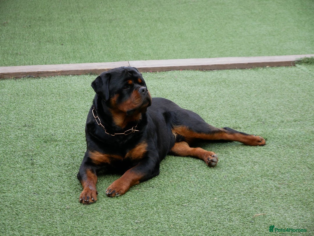 Rottweiler dogs for stud: BEAUTIFUL OLD TYPE BIG BONED ROTTIE! For stud in Mansfield - Advert 40