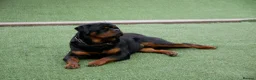 Rottweiler dogs for stud: BEAUTIFUL OLD TYPE BIG BONED ROTTIE! For stud in Mansfield - Advert 39