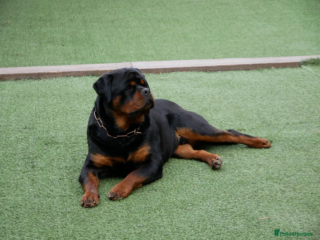 Rottweiler dogs for stud: BEAUTIFUL OLD TYPE BIG BONED ROTTIE! For stud in Mansfield - Advert 39