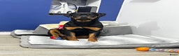Rottweiler dogs for sale: Seeking a Forever Home Libby 1-Year-Old Rottweiler - Advert 1