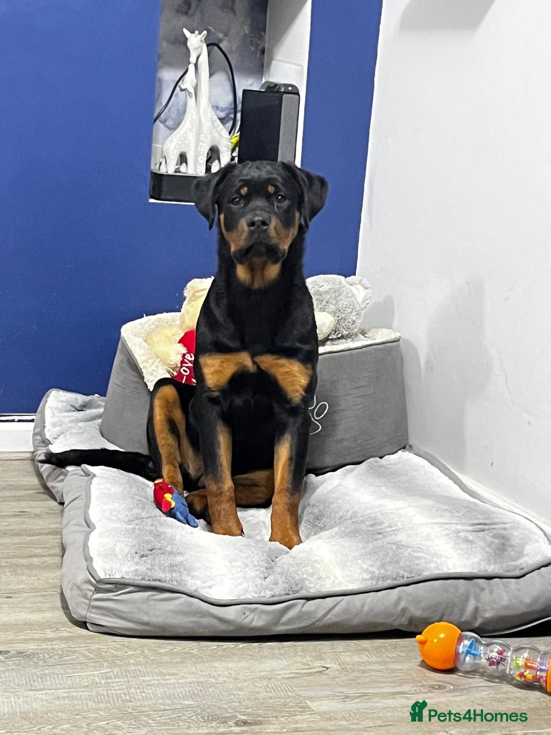 Rottweiler dogs for sale: Seeking a Forever Home Libby 1-Year-Old Rottweiler - Advert 1