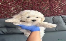 Bichon Frise dogs for sale: Bichon Frise Puppies  - Image 16