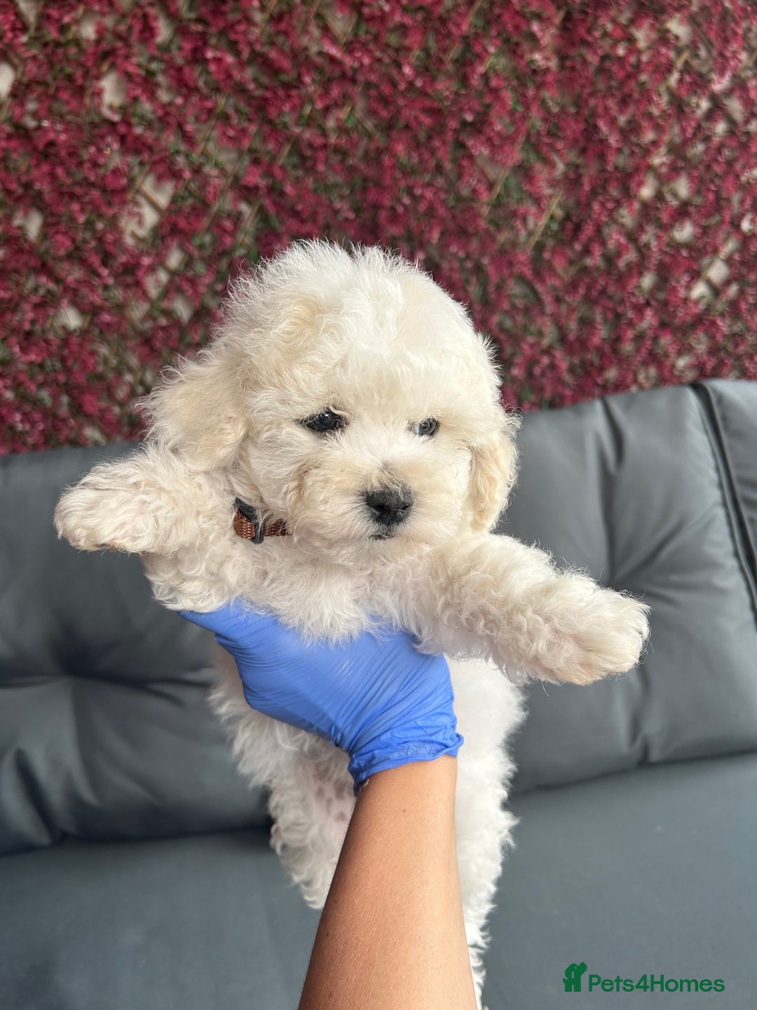 Bichon Frise dogs for sale: Bichon Frise Puppies  - Image 16