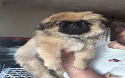 Pekingese dogs for sale: Pekingese Pup Ready To Leave  in Birmingham - Image 1
