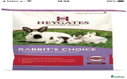 Mini Lop rabbits for sale: Beautiful mini lop bunnies - Image 14