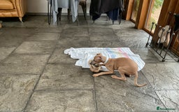 Italian Greyhound dogs for sale:  Beautiful Italian greyhound puppies  - Image 22