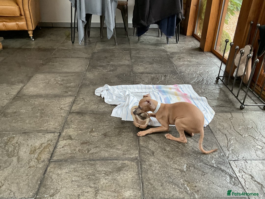 Italian Greyhound dogs for sale:  Beautiful Italian greyhound puppies  - Image 22