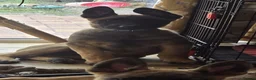 Belgian Shepherd Dog dogs for sale: Belgian Malinois Puppies  - Advert 5