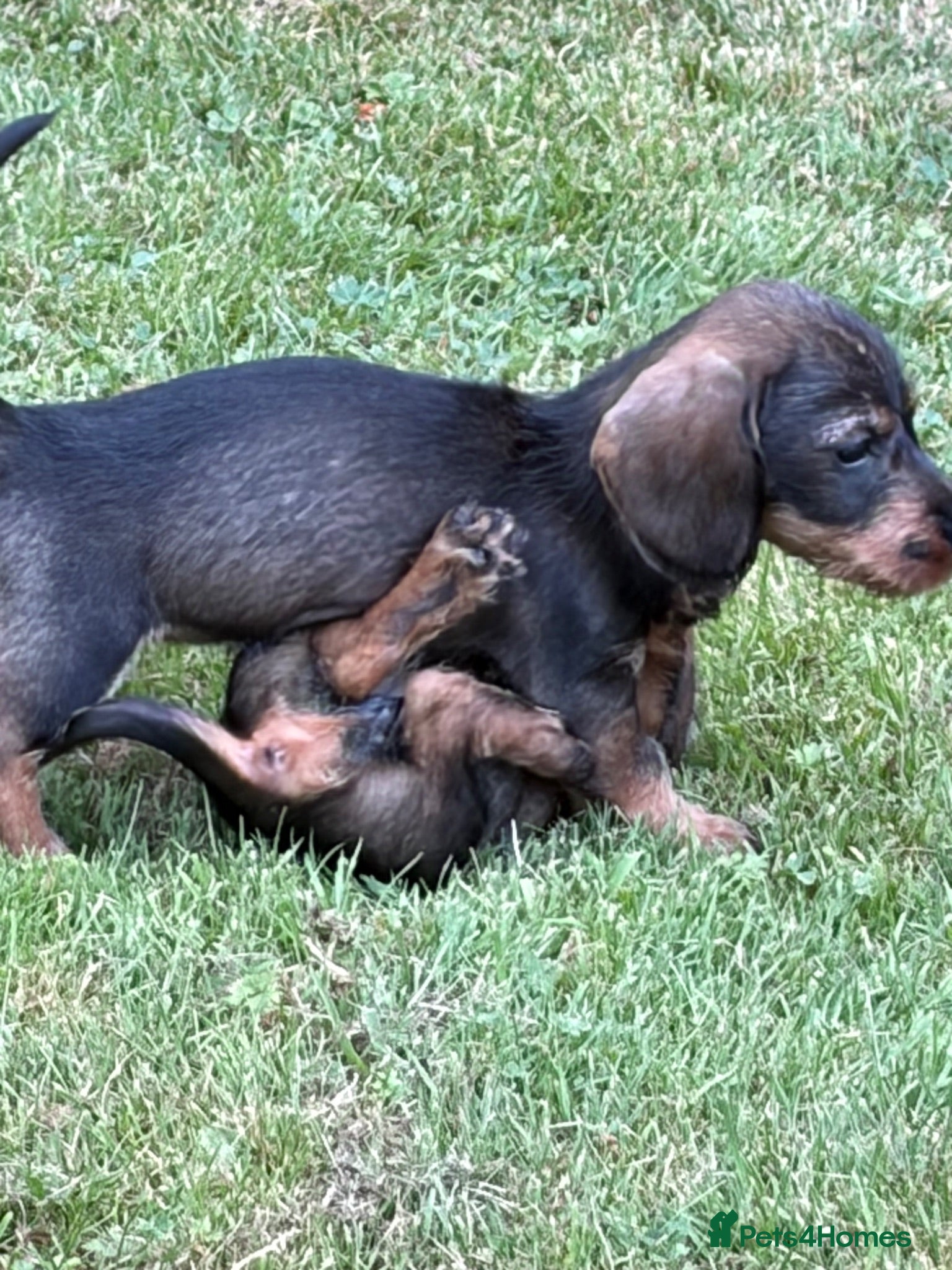 Dachshund dogs Wire haired Dachshund (Teckel) - Advert 12