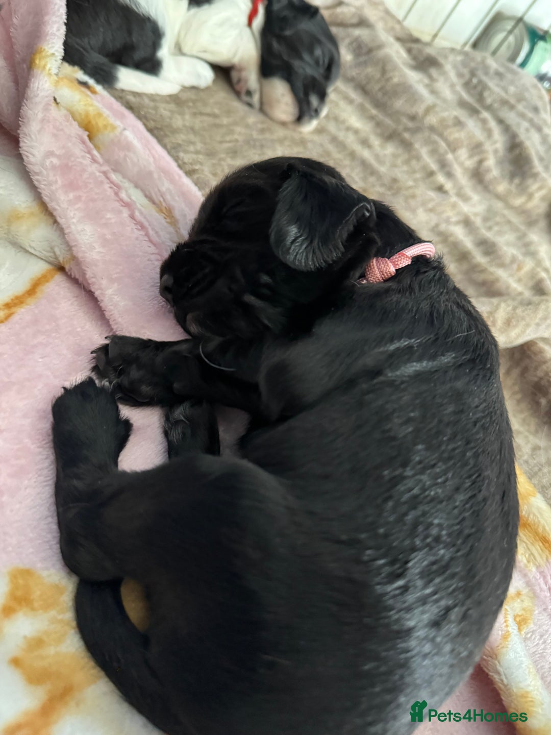 Sprocker dogs for sale: Beautiful Sprocker spaniel puppies ALL GIRLS - Image 4