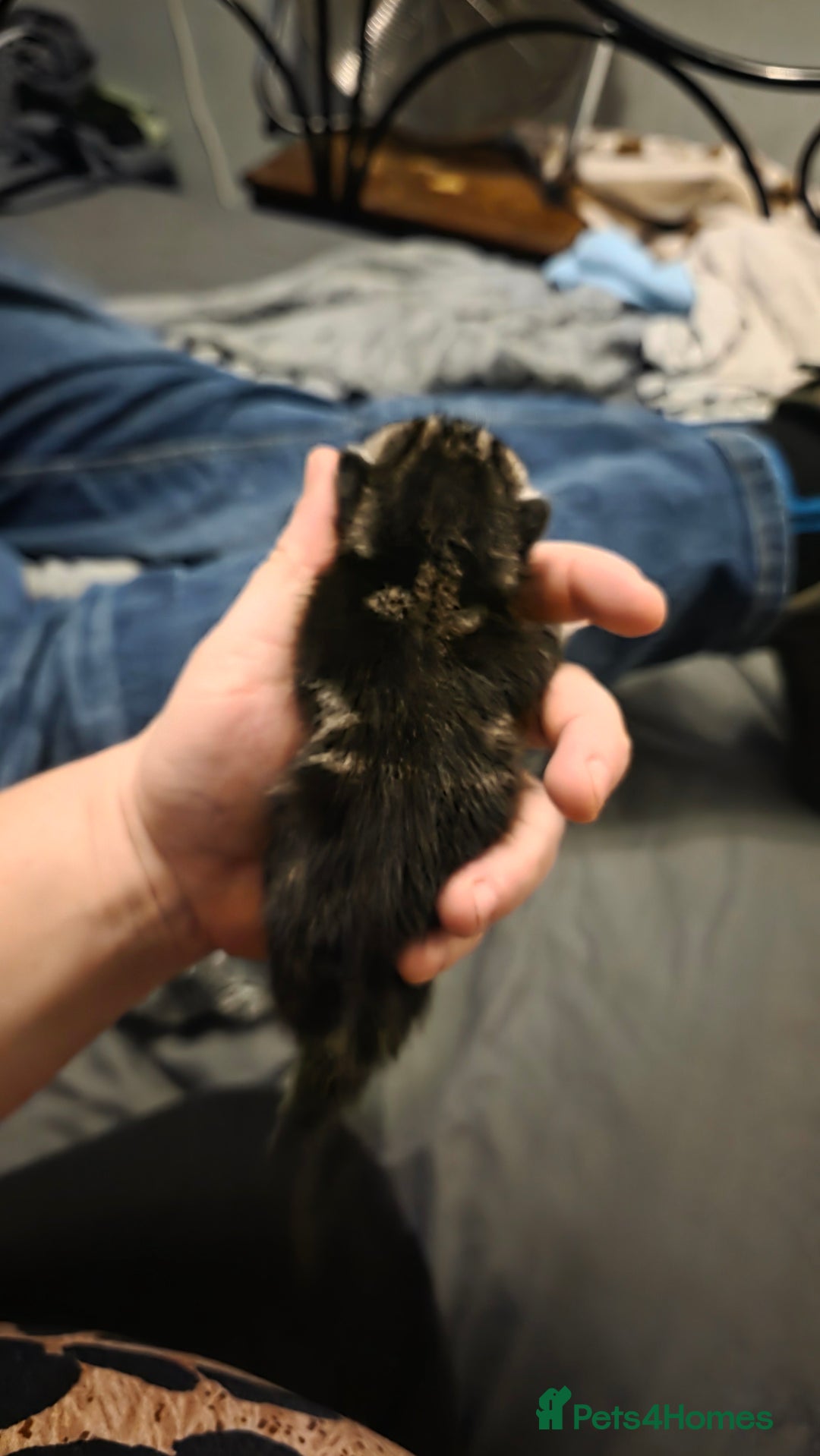 Savannah cats for sale: Savannah X Domestic cat - Advert 3