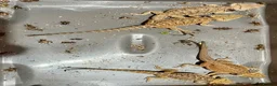 Bearded Dragon reptiles for sale: Juvenile Bearded dragons  - Advert 10
