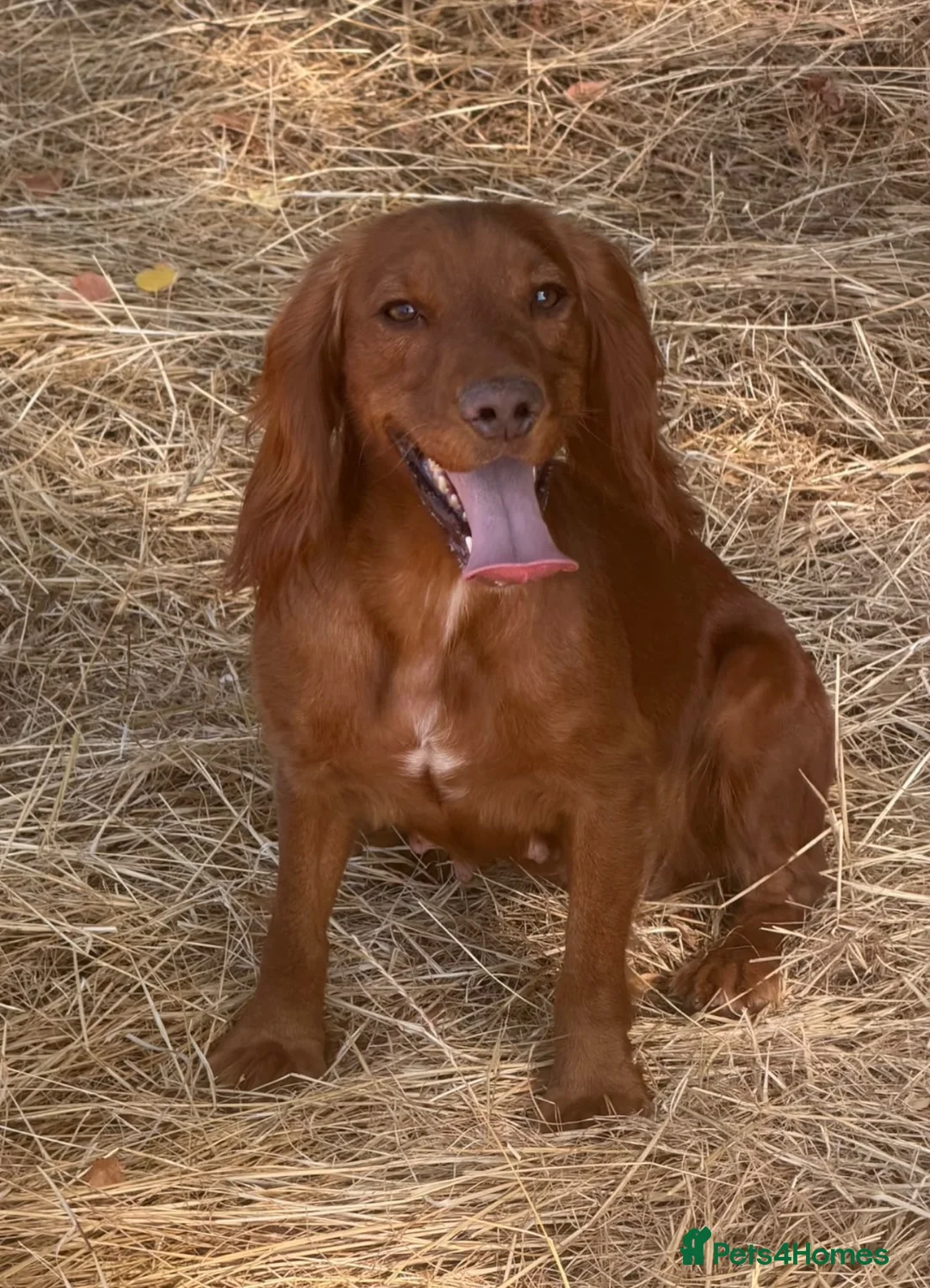 Cockapoo dogs for sale: Beautiful cockapoo puppies  - Advert 5
