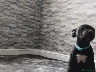 Staffordshire Bull Terrier dogs TOP QUALITY STAFFORDSHIRE BULL TERRIERS - Advert 5