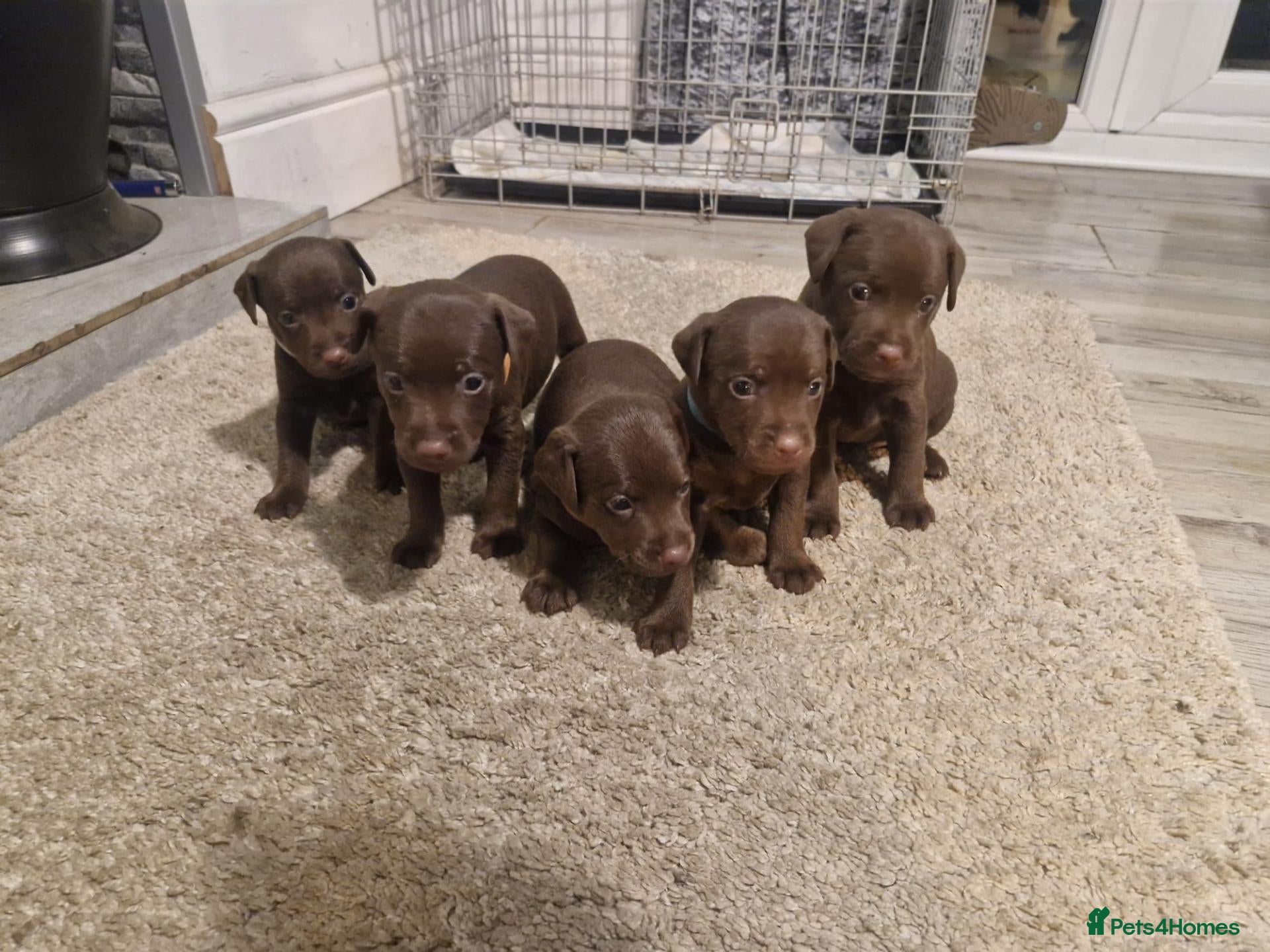 Patterdale Terrier dogs Pure chocolate, smooth patterdale terrier puppies  - Advert 1