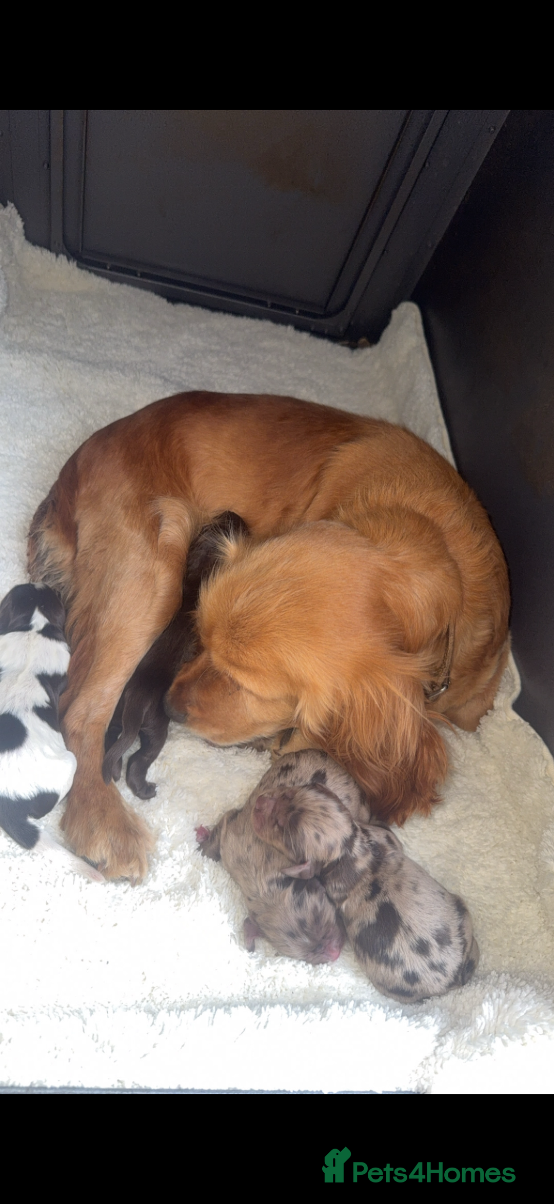 Cocker Spaniel dogs for sale: Cocker spaniel pups  - Advert 16