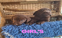 Labrador Retriever dogs for sale: Labrador Pups - Image 4