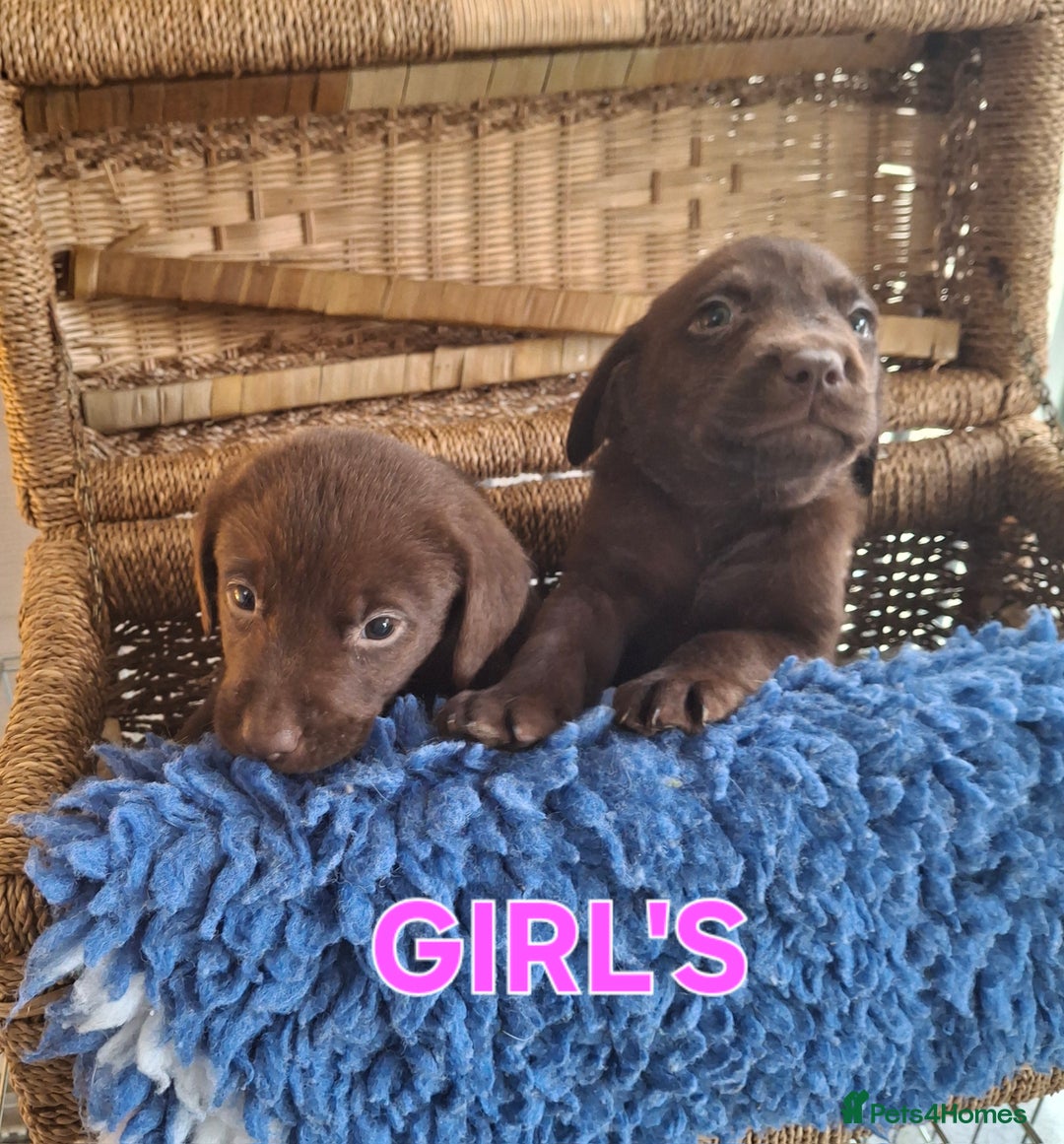 Labrador Retriever dogs for sale: Labrador Pups - Image 4
