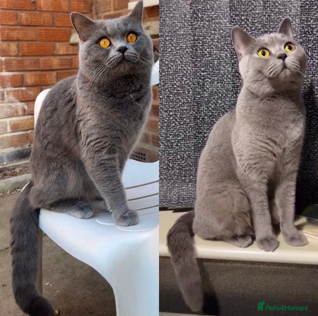 British Shorthair cats for sale: British shorthair kittens - Advert 9