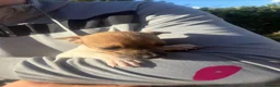 Jack Russell dogs for sale: Jack Russell puppies  - Advert 4