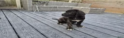Cane Corso dogs for sale: 💜 IMPRESSIVE FULL PEDIGREE CANE CORSO LITTER 💜 - Advert 12