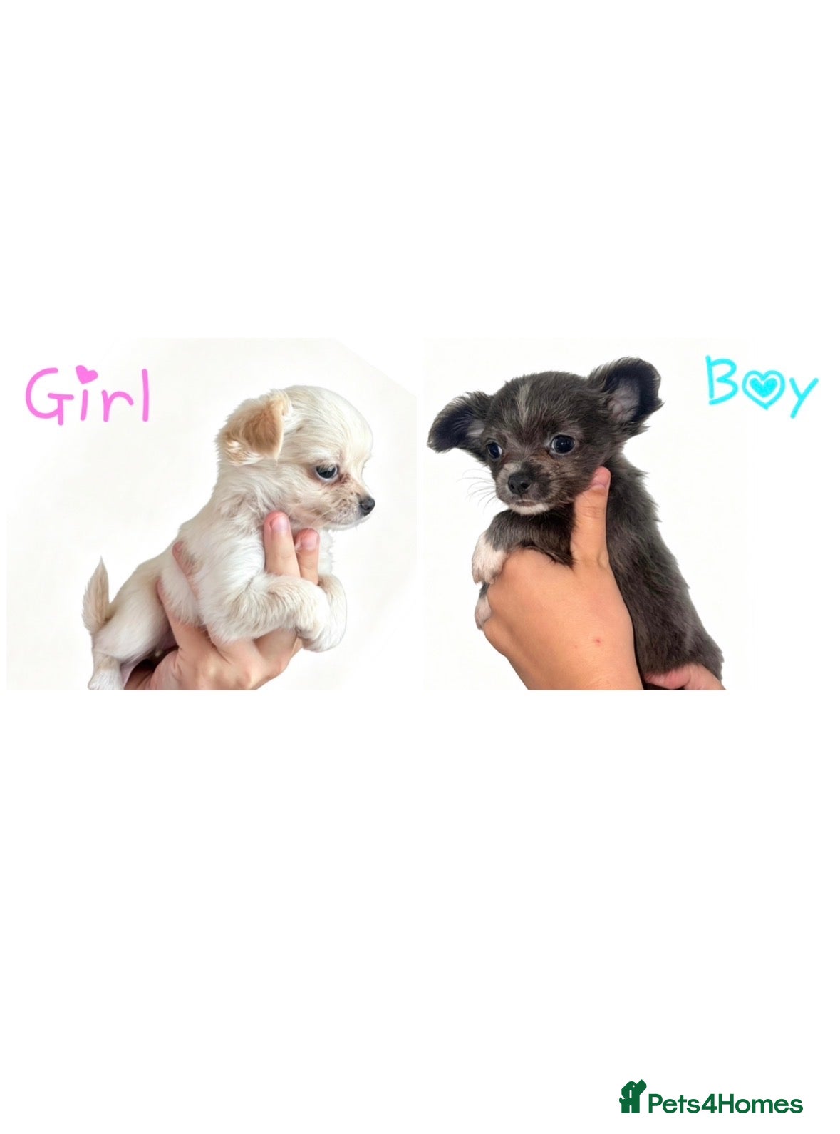 Chihuahua dogs CHIHUAHUA PUPPYS ReadyToLeave - Advert 14