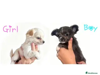 Chihuahua dogs CHIHUAHUA PUPPYS ReadyToLeave - Advert 14