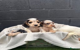 Cocker Spaniel dogs for sale: working cocker spaniel puppies - Image 3