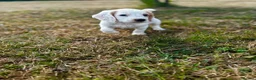 Cocker Spaniel dogs for sale: Cocker spaniel puppy’s  - Advert 7