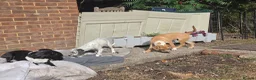 Mixed Breed dogs for sale: Lovely Pups for sale in Marlborough - Advert 9