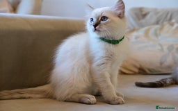 Ragdoll cats for sale: 6 Beautiful Ragdoll x Bengal kittens - Image 2