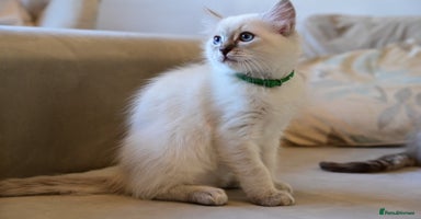 Ragdoll cats - Advert 6