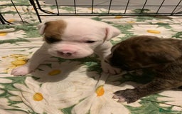 Mixed Breed dogs for sale: Bullmastiff x mixed breed  - Image 7