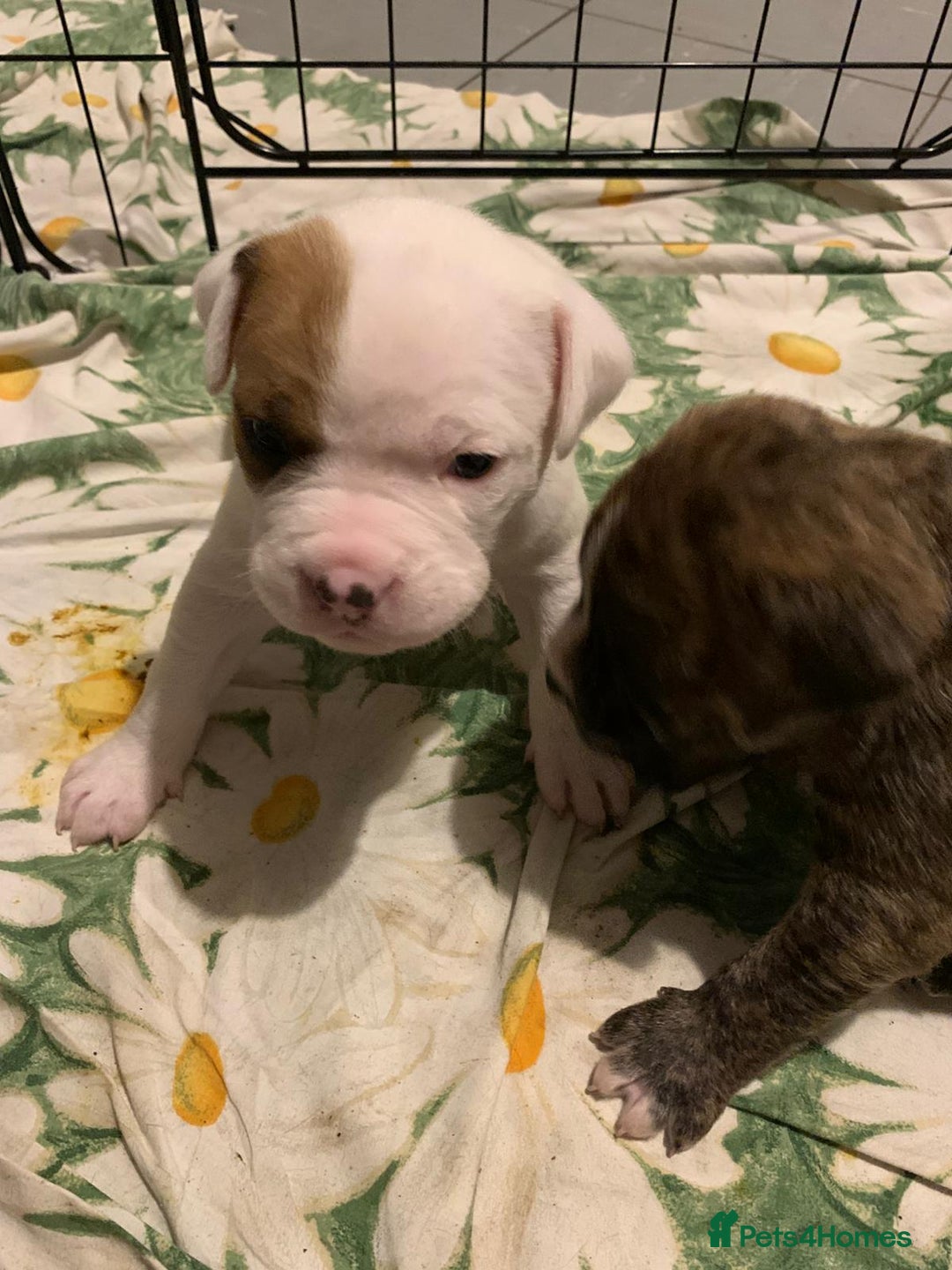 Mixed Breed dogs for sale: Bullmastiff x mixed breed  - Image 7