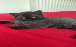 Mixed Breed cats for sale: Beautiful furry male kitten  - Image 9