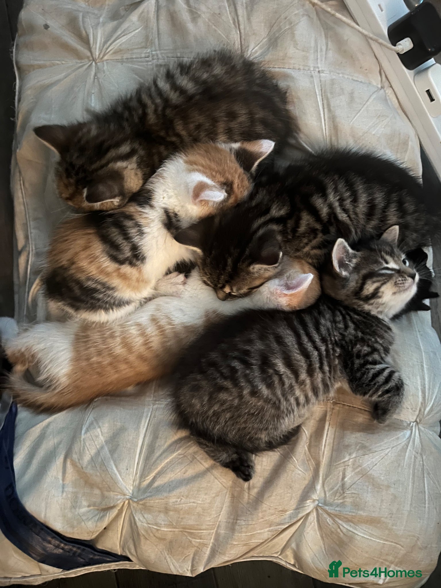 Mixed Breed cats for sale: 5 beautiful kittens for sale - Advert 6