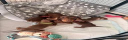 Miniature Dachshund dogs for sale: Beautiful Chocolate & Tan K.C Registered Puppies - Advert 8