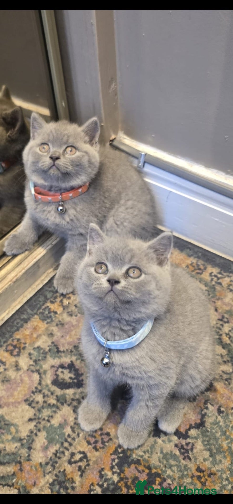 British Shorthair cats British shorthair kittens  - Advert 19